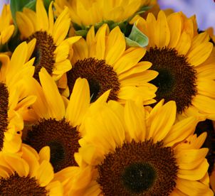 Tuscan Wedding Flowers