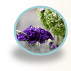 Wedding Flowers