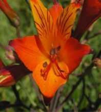 ALSTROEMERIA Hookeri