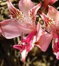 ALSTROEMERIA Haemantha