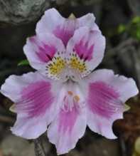 ALSTROEMERIA Pelegrina