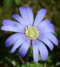 ANEMONE Apennina