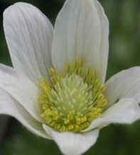 ANEMONE Baldensis