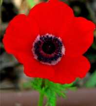 ANEMONE Coronaria