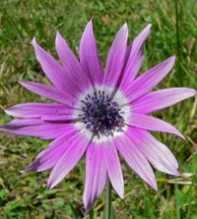 ANEMONE Hortensis