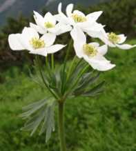 ANEMONE Narcissiflora