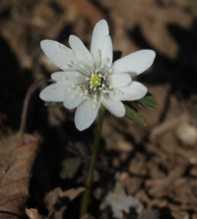 ANEMONE Raddeana