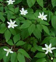 ANEMONE Trifoliata