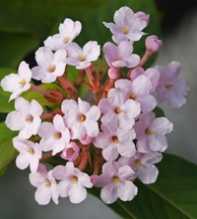 Luculia Gratissima