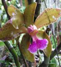 Cattleya Maxima