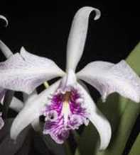 Cattleya Warneri