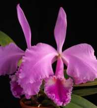 Cattleya Aclandiae