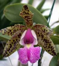 Cattleya Luculia Gratissima