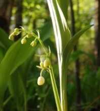 CONVALLARIA Maiuscula