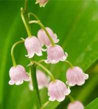 CONVALLARIA Majalis Roseall