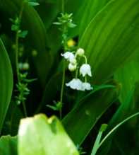 CONVALLARIA Keiskei