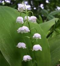 CONVALLARIA Majalis