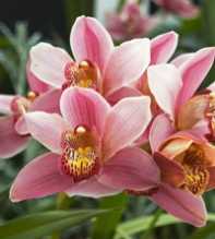 CYMBIDIUM Hybrid