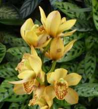 CYMBIDIUM Hybrid yellow