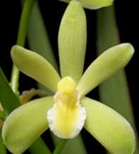 CYMBIDIUM Chloranthum