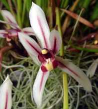 CYMBIDIUM Dayanum