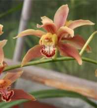 CYMBIDIUM Iridioides