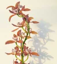 CYMBIDIUM Cymbidium Doris