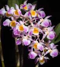 DENDROBIUM Amabile