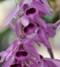 DENDROBIUM Anosmum