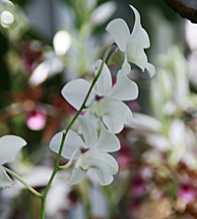 DENDROBIUM Bigibbum