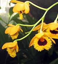 DENDROBIUM Fimbriatum