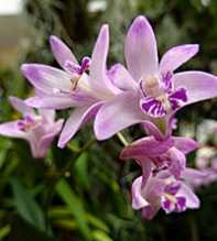 DENDROBIUM Kingianum