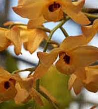 DENDROBIUM Moschatum