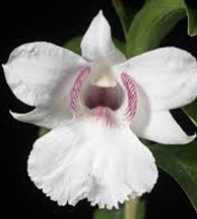 DENDROBIUM Sanderae