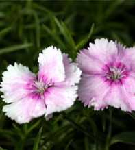 DIANTHUS Alpinus