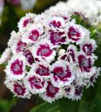 DIANTHUS Barbatus