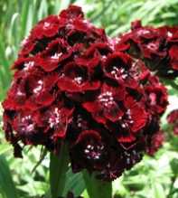 DIANTHUS Barbatus red