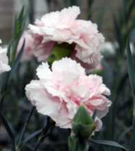 DIANTHUS Caryophyllus