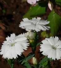 DIANTHUS Chinensis