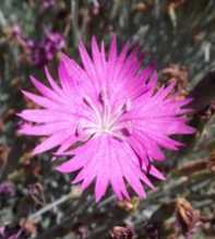 DIANTHUS Gratianopolitanus