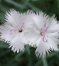 DIANTHUS Japonicus