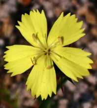 DIANTHUS Knappi