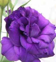 EUSTOMA GRANDIFLORUM Avilla Purple