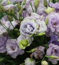 EUSTOMA GRANDIFLORUM Lisianthus