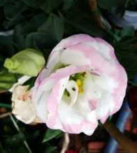 EUSTOMA GRANDIFLORUM Exaltatum