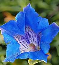 GENTIANA Acaulis