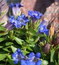 GENTIANA Affinis