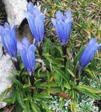 GENTIANA Froelichii