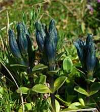 GENTIANA Glauca