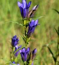 GENTIANA Pneumonanthe